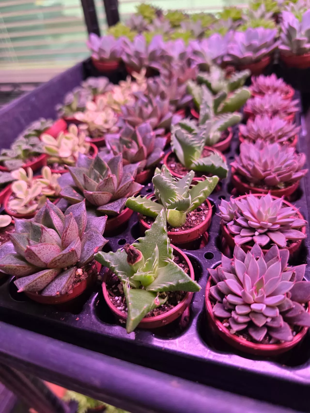plant/Assorted Succulent Fairy Teacup 4 pack GC-1