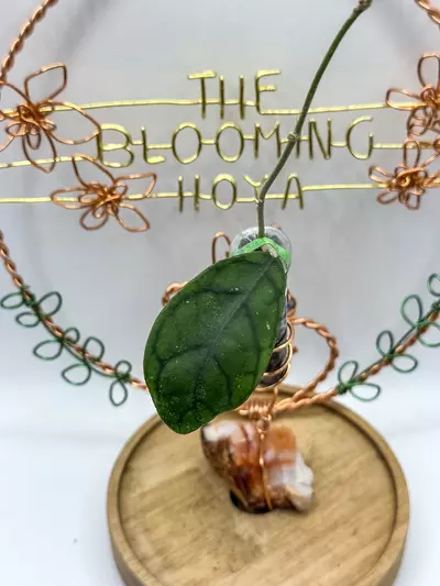 plant/47. WRX37-01-0-thumbnail