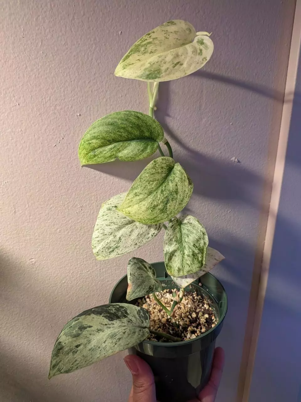 plant/Scindapsus Marble NOID-0