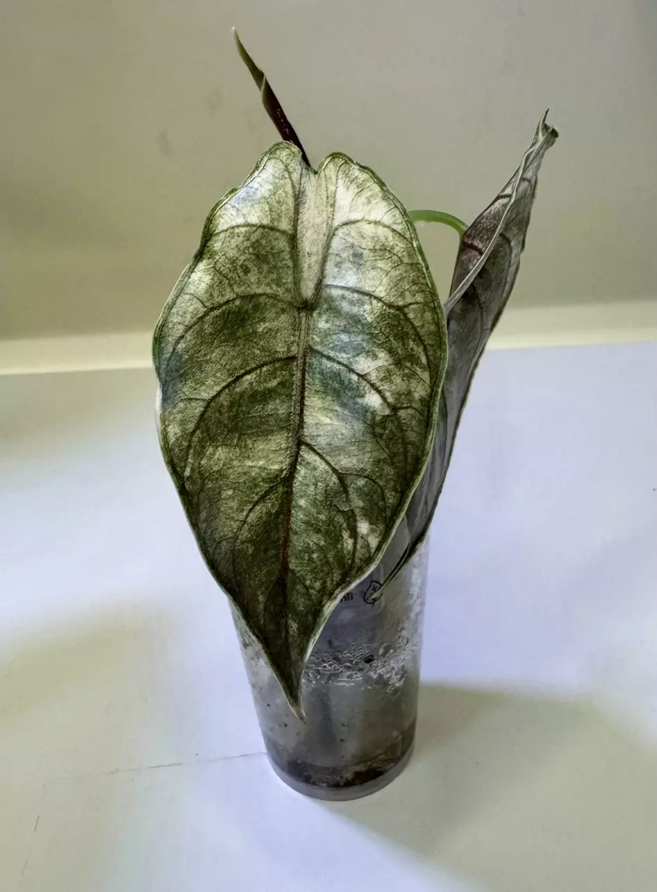 plant/Alocasia Pink Mint Azlanii CORM-1