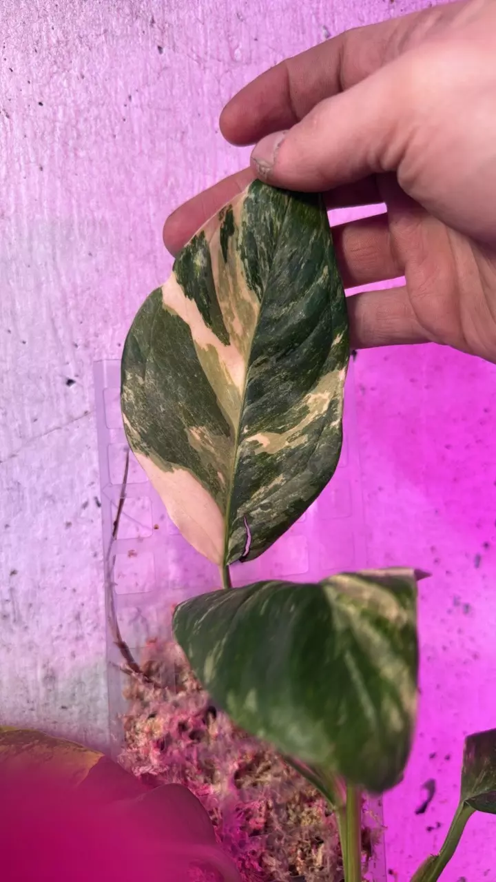 plant/Monstera lechleriana var one leaf cut-0