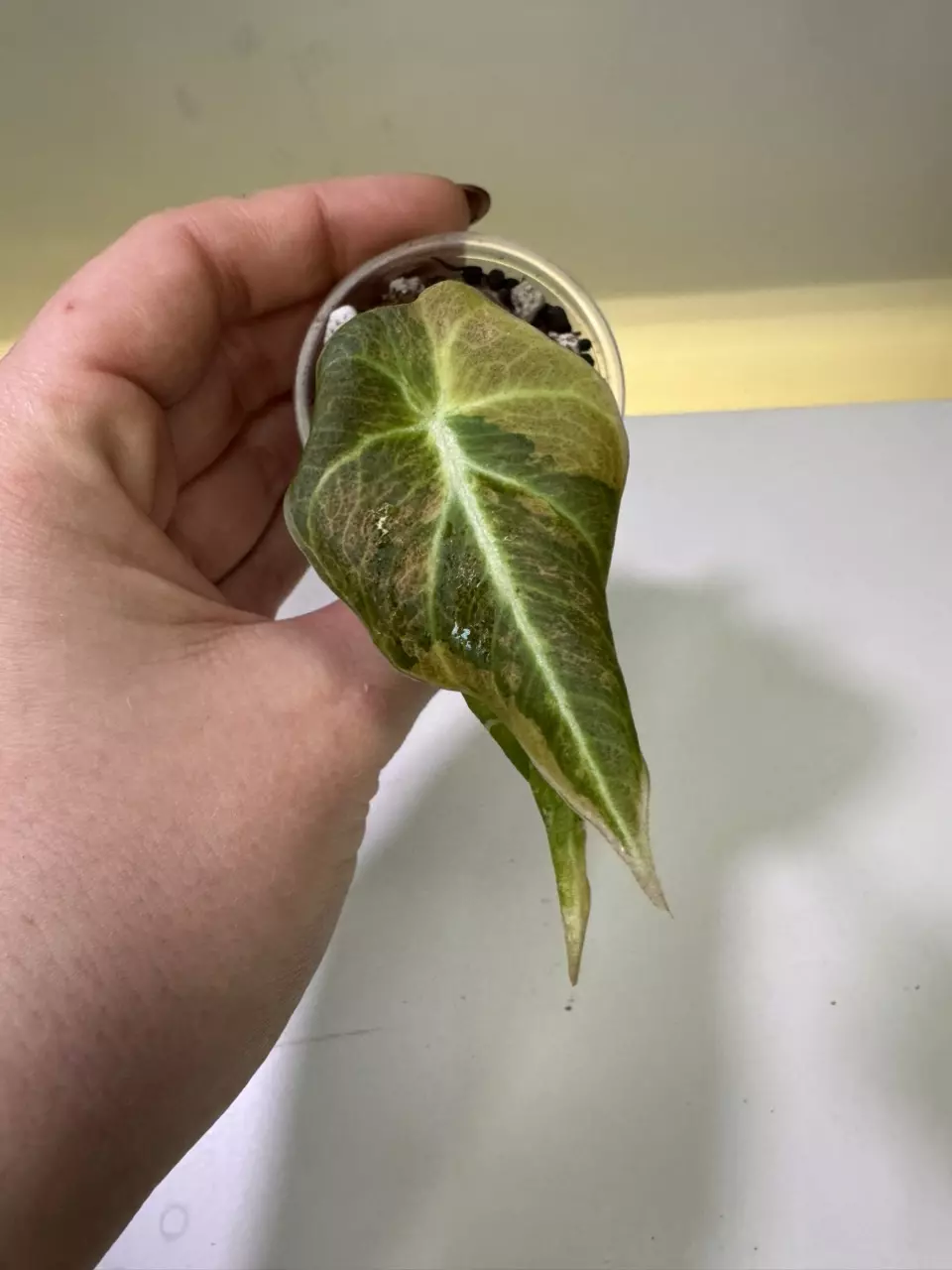 plant/Alocasia Black Velvet Gold-0