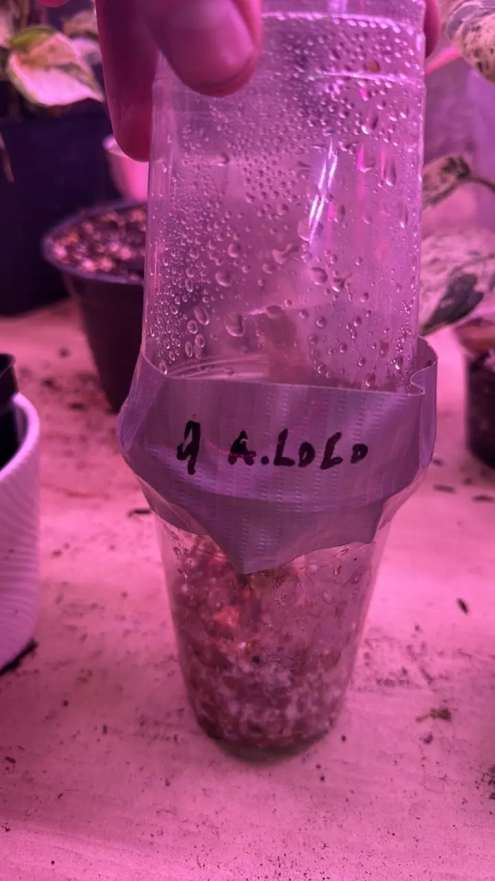 plant/Alocasia loco corm-0