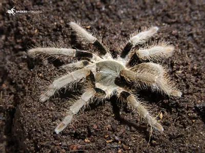 plant/Hysterocrates laticeps (Nigerian Rust Leg Baboon Tarantula) 0.5"-0-thumbnail