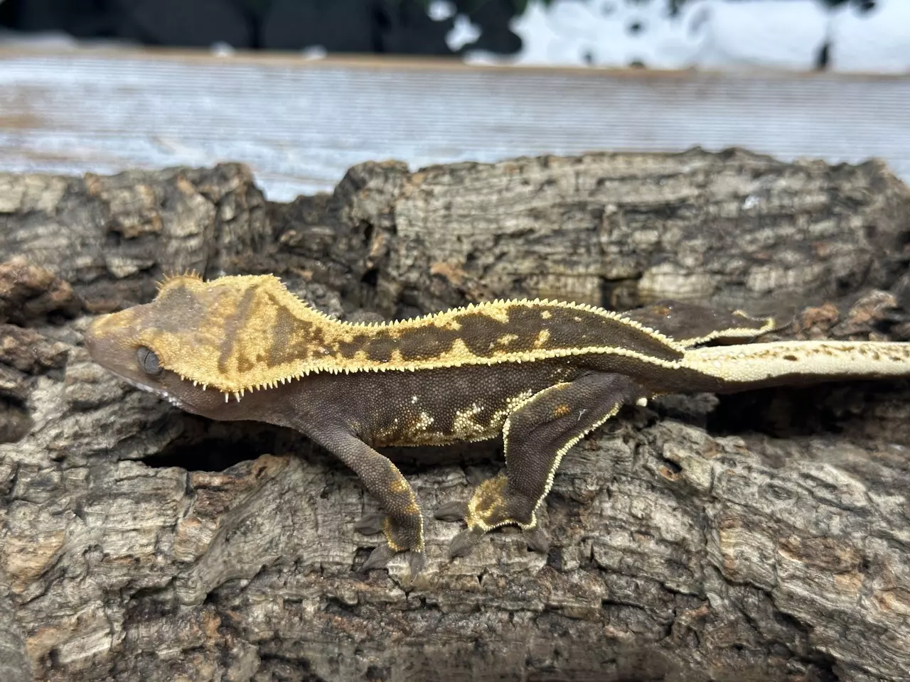 plant/321bR7 18g PPV Super Emptyback-0