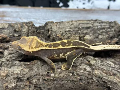 plant/321bR7 18g PPV Super Emptyback-0-thumbnail