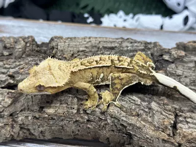 plant/493 34g Male Yellow pin stripe white out-0-thumbnail