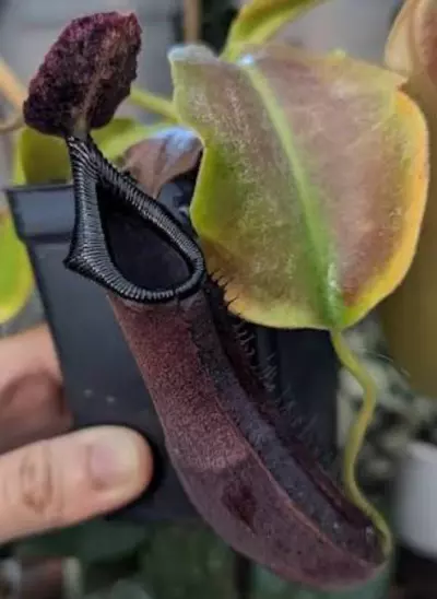 plant/Naga x truncata c-1-thumbnail