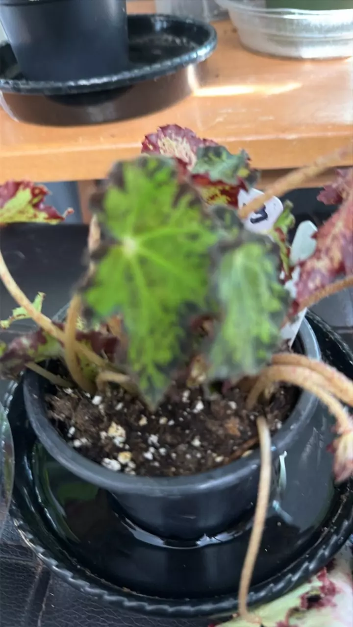 plant/WEE PAWS BEGONIA-0