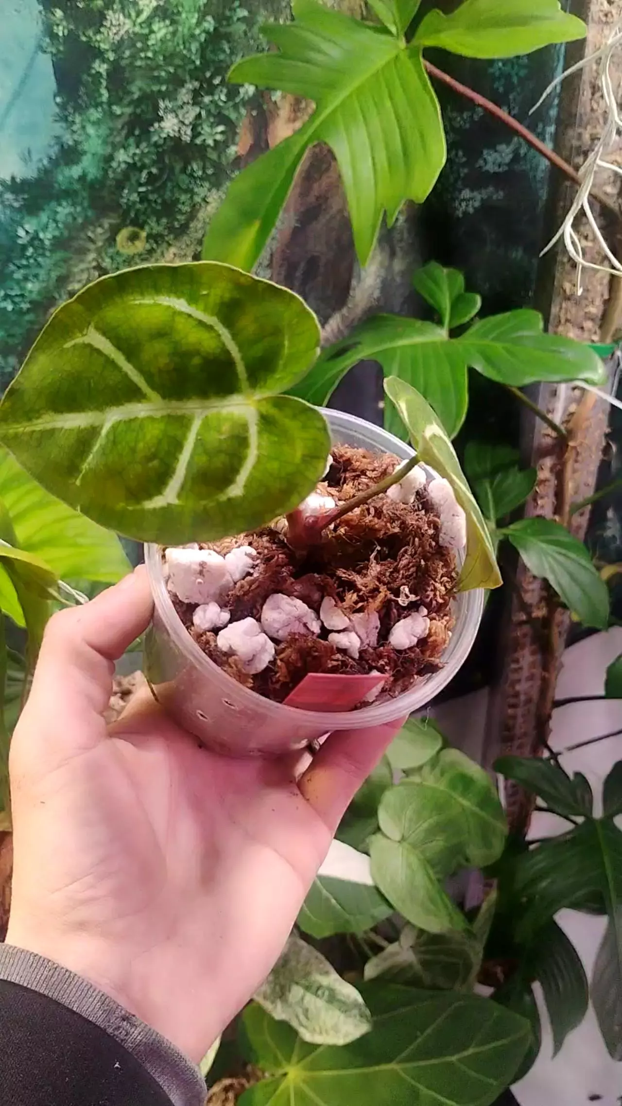 plant/Anthurium HU RC× Carla wu2-0