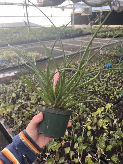 plant/Tillandsia Cyanea 4” pot growers choice-3-thumbnail