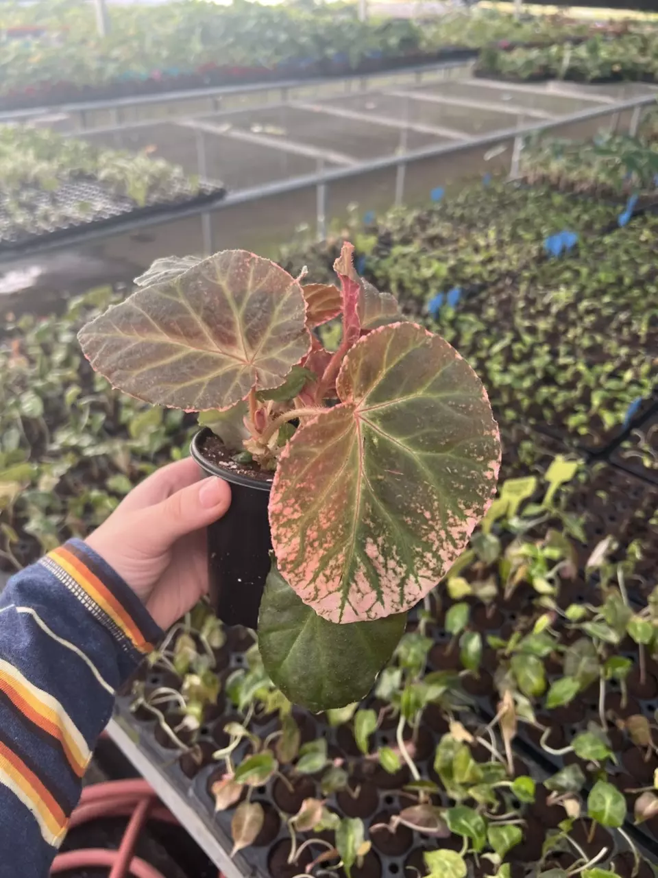 plant/Begonia Midnight Sun 4” pot growers choice-6