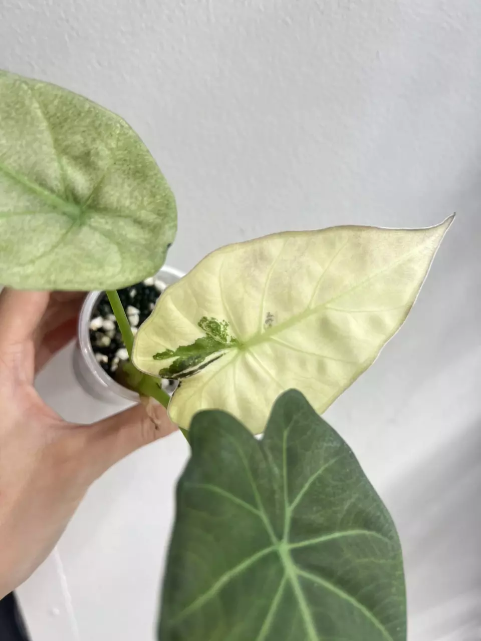 plant/regal shield albo-1