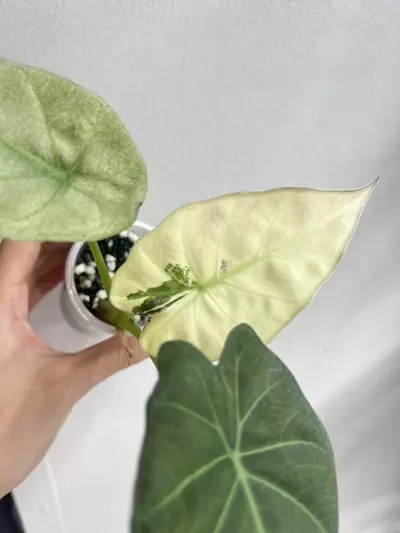 plant/regal shield albo-1-thumbnail