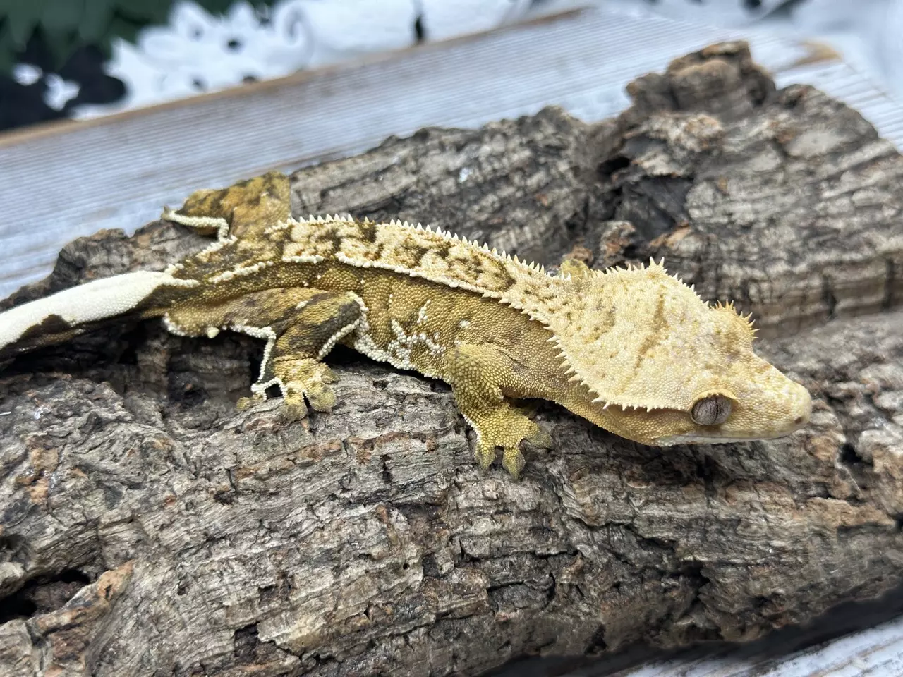 plant/493 34g Male Yellow pin stripe white out-1