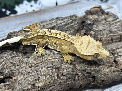 plant/493 34g Male Yellow pin stripe white out-1-thumbnail