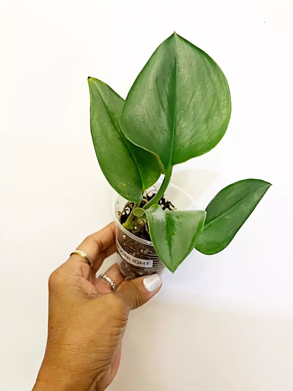 plant/🫟Scindapsus Moonlight(W)-0