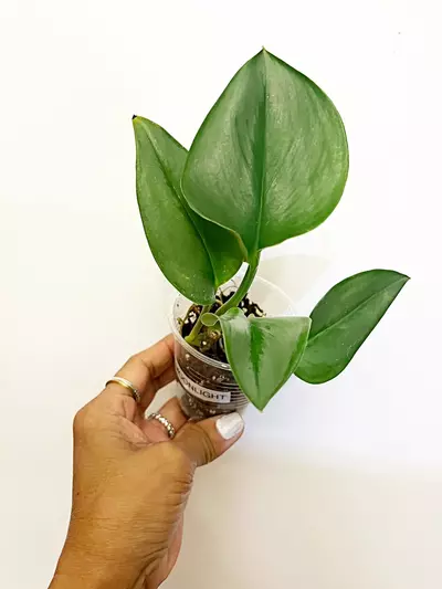 plant/🫟Scindapsus Moonlight(W)-0-thumbnail