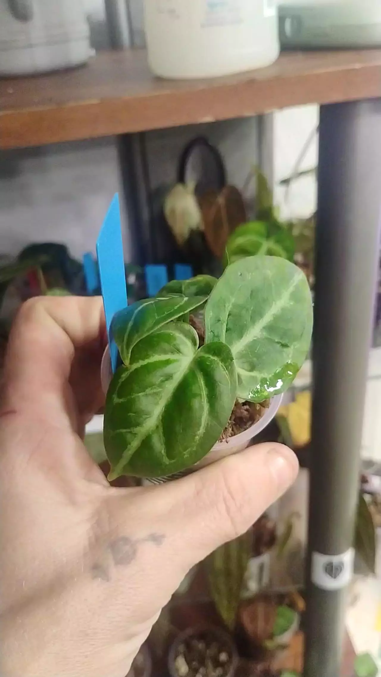 plant/Anthurium (Dorayaki ×silver blush)×Blue velvet 'wide sinus'-0