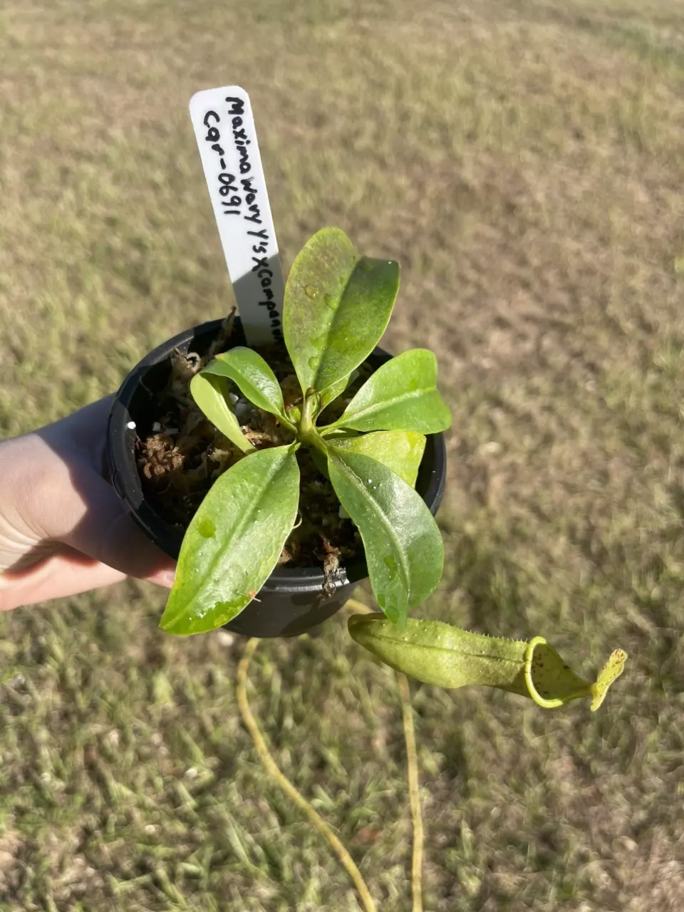 plant/Maxima wavy x campanulana-0