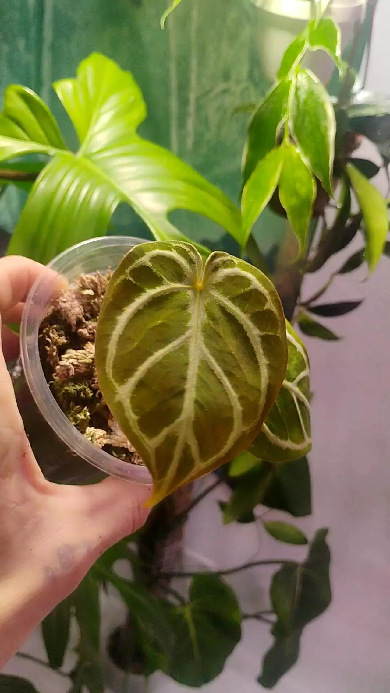 plant/Anthurium KOS × Red crystal-0