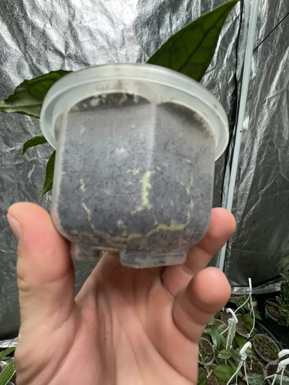 plant/Hoya Callistophylla (1)-3