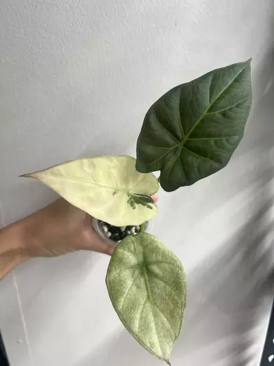 plant/regal shield albo-2-thumbnail