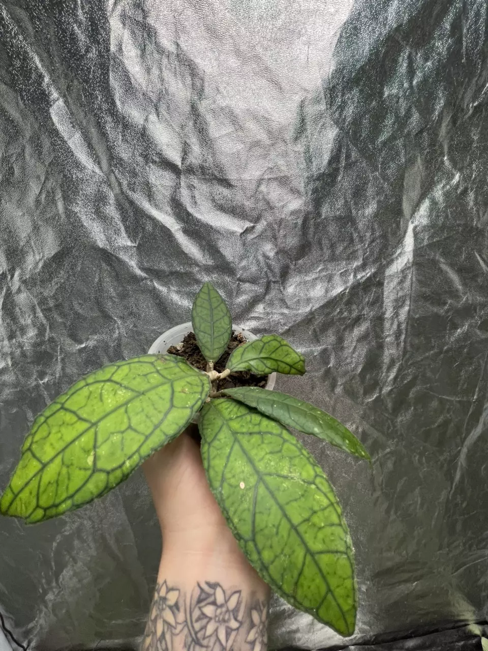 plant/Hoya Callistophylla (1)-1