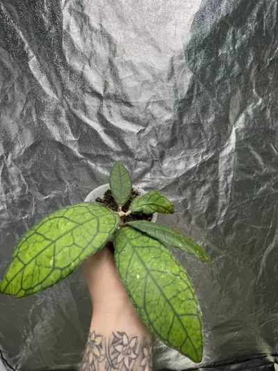 plant/Hoya Callistophylla (1)-1-thumbnail