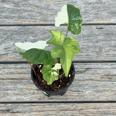 plant/Alocaisa variegated Brancifolia Albo RARE-0-thumbnail