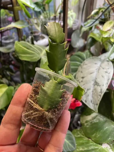 plant/2 plants > Thanksgiving Cactus && Micans-3-thumbnail