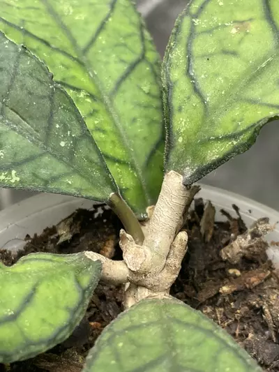 plant/Hoya Callistophylla (1)-2-thumbnail