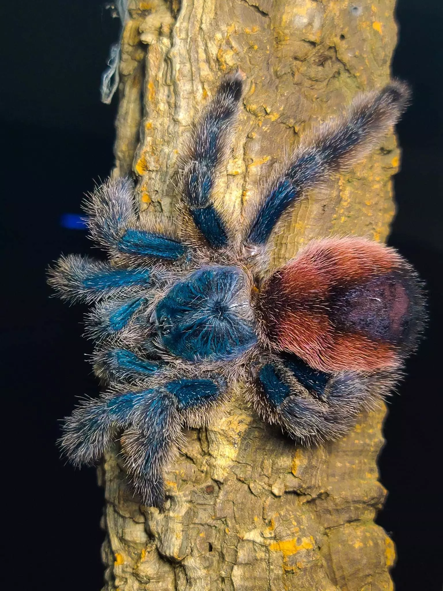 plant/Avicularia variegata 'Amazonicamanus' Tarantula 0.75-1"-0