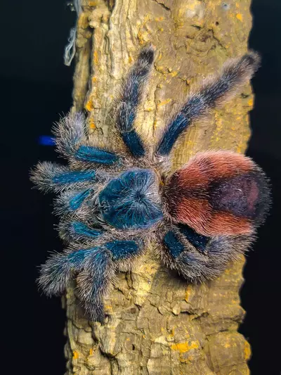 plant/Avicularia variegata 'Amazonicamanus' Tarantula 0.75-1"-0-thumbnail