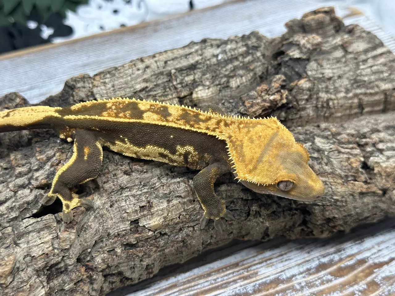 plant/500 34g Male Emptyback-0