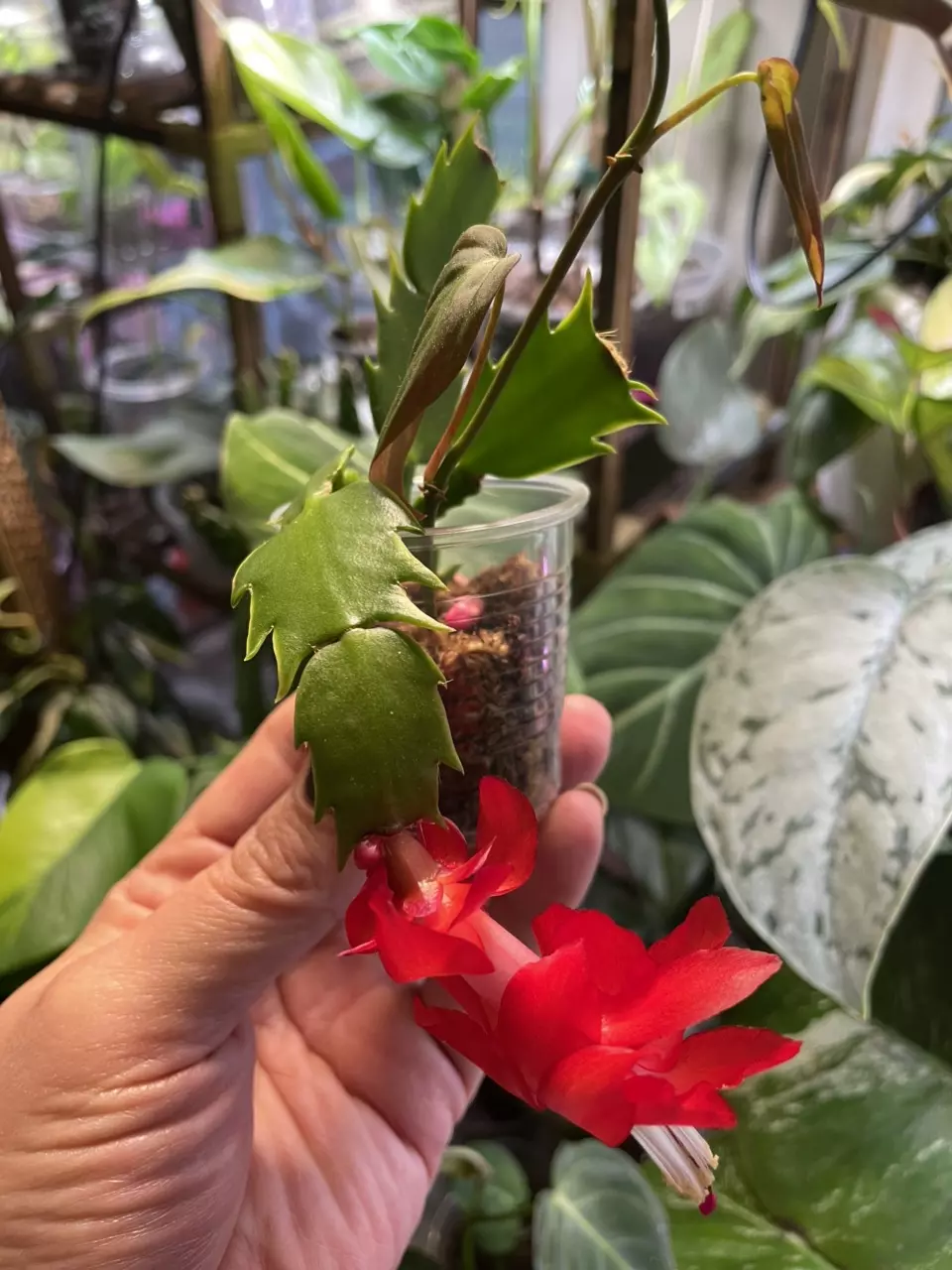 plant/2 plants > Thanksgiving Cactus && Micans-4