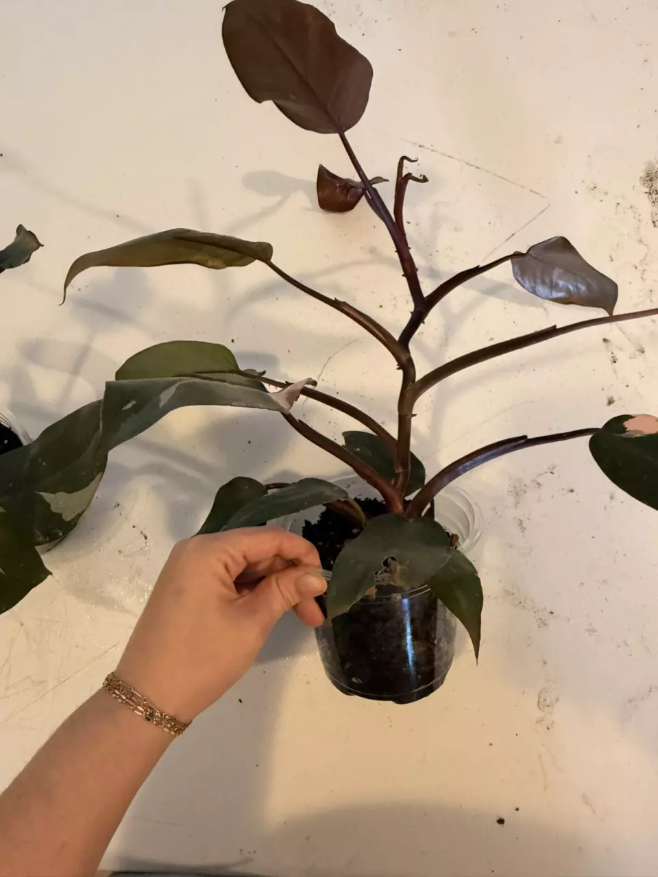 plant/Pink Princess-1