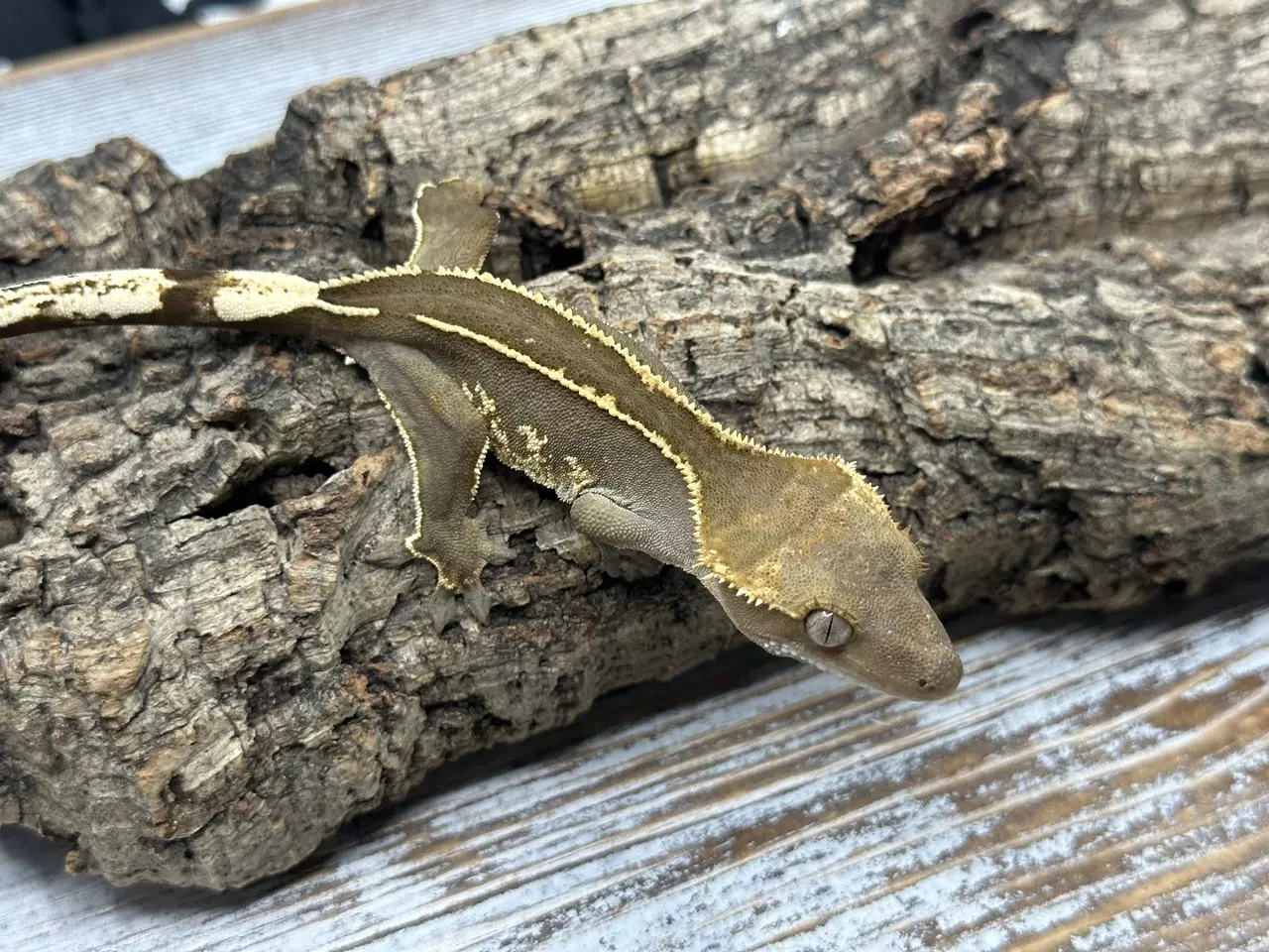 plant/326bR7 17g Female Super EmptyBack-2