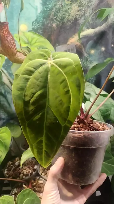plant/Anthurium Doc block red × TA Mag pap long-0-thumbnail