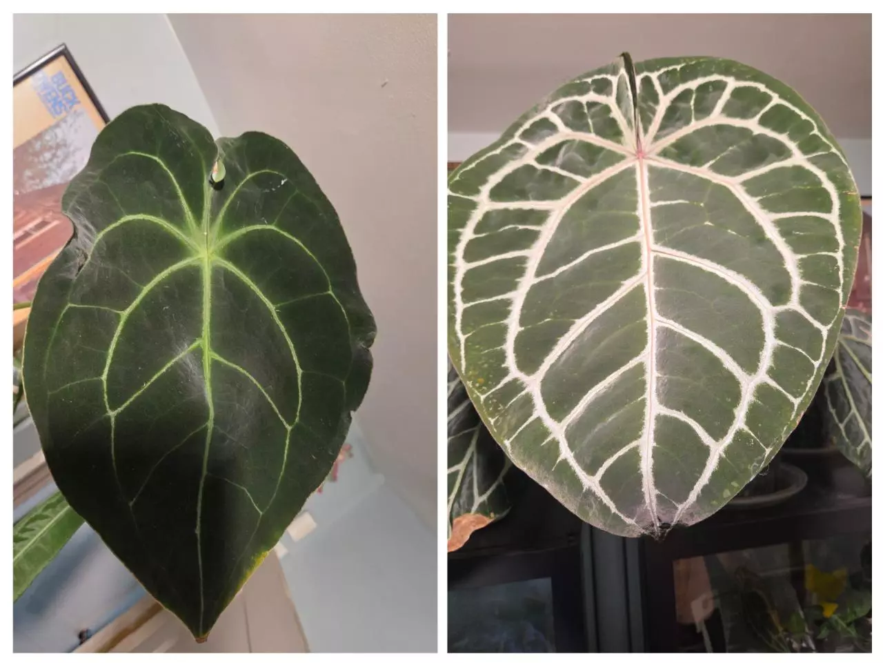 plant/Anthurium (AOS x forgetii) x Michelle-3