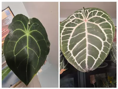 plant/Anthurium (AOS x forgetii) x Michelle-3-thumbnail