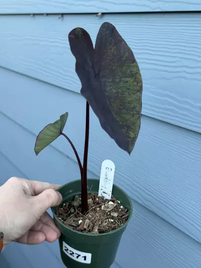 plant/2271 Anatomy Colocasia-0-thumbnail