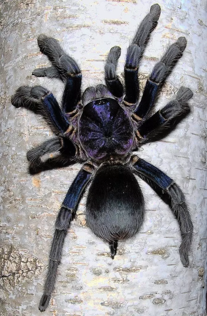 plant/Phormictopus sp. 'Dominican Purple' Tarantula 0.75-1"-0