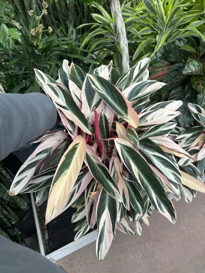 plant/Triostar Stromanthe 10”-0-thumbnail