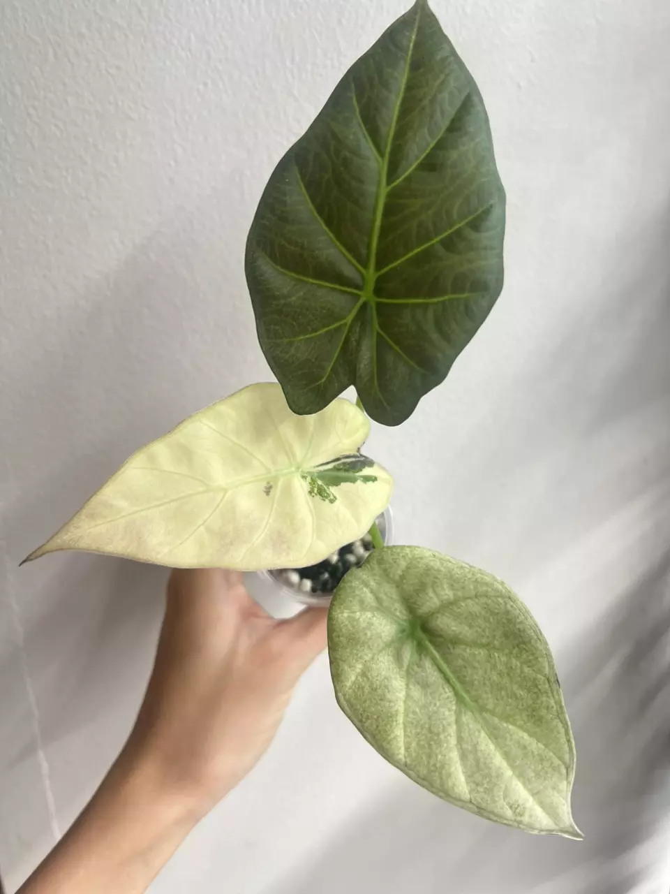 plant/regal shield albo-0