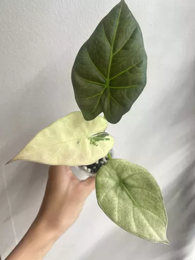 plant/regal shield albo-0-thumbnail