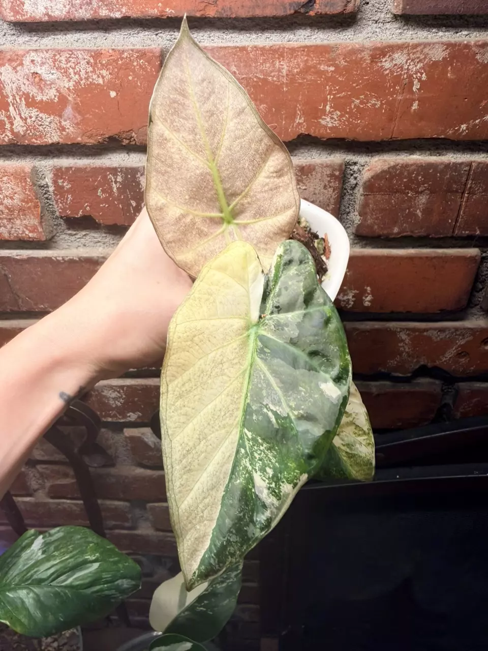 plant/Alocasia regal shield albo variegated corm-0