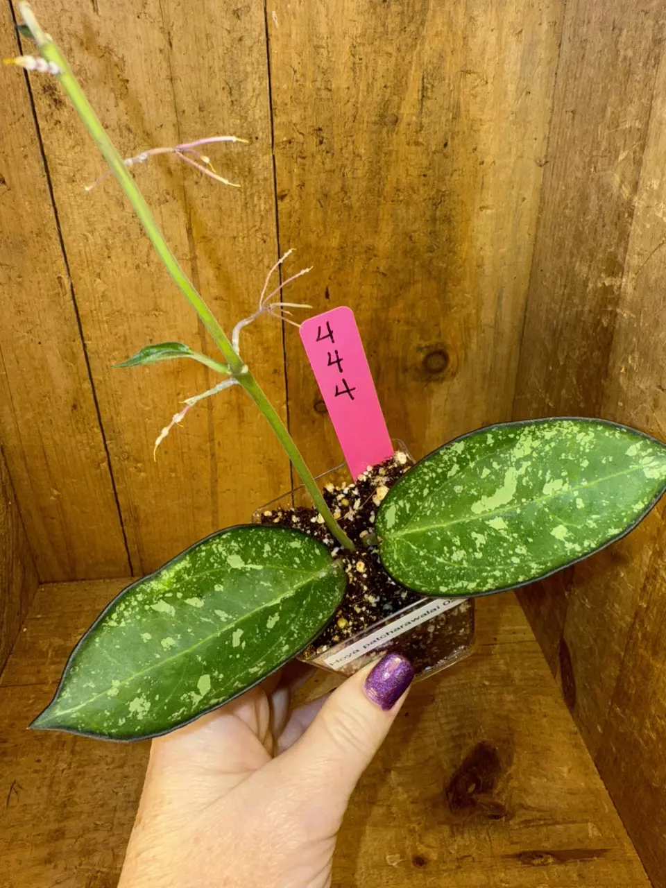 plant/444 Hoya patcharawalai 023 lots of splash-0