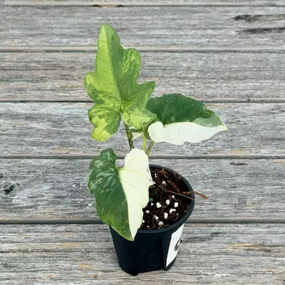 plant/Alocaisa variegated Brancifolia Albo RARE-1-thumbnail