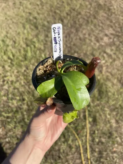 plant/Naga x truncata c-0-thumbnail